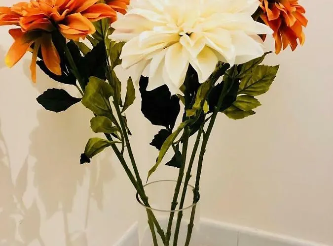 Sogni D'oro * בארי